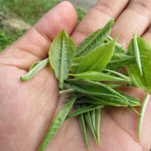 Trà Búp Tôm Hai Lá 200gram