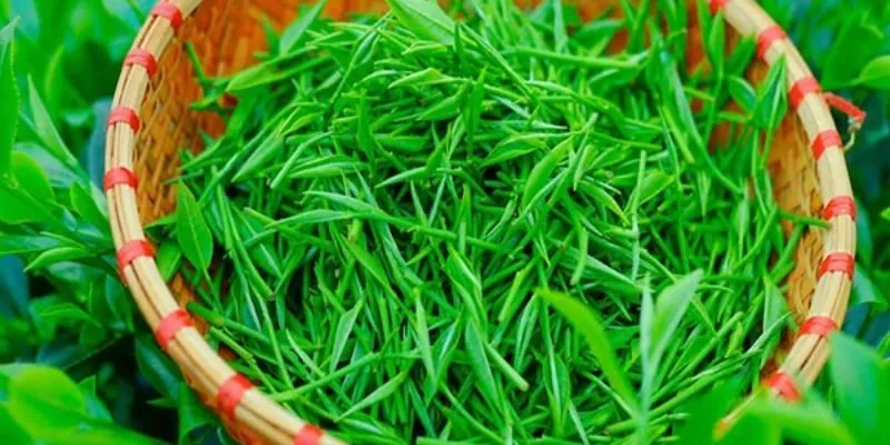 Trà Đinh Thượng Hạng 100gram
