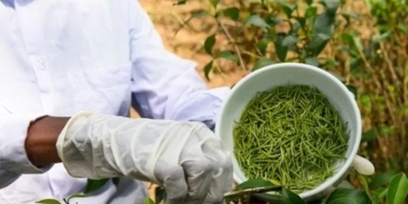 Trà Đinh Hảo Hạng 500gram
