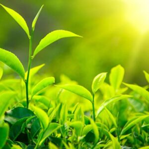 Trà Búp Tôm Hai Lá 500gram