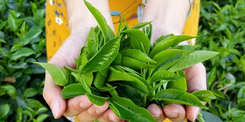 Hướng dẫn pha Trà Sen Ướp Tươi