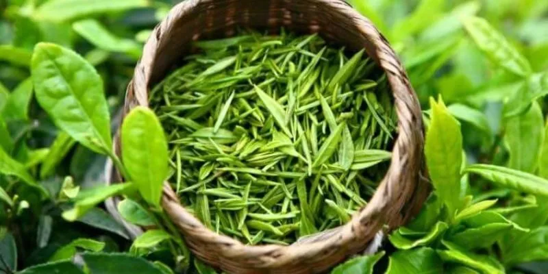 Trà Đinh Thượng Hạng 100gram